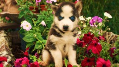 Flowers husky