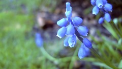 Flowers hyacinths blue flowers