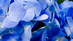 Flowers hydrangea blue flowers