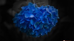 Flowers hydrangea blue flowers vibrant digital art selective 