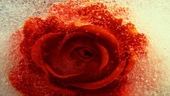 Flowers ice roses flora