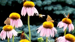 Flowers insects bees butterfly