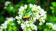 Flowers insects Beetles white flowers blurred background