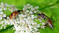 Flowers insects bugs
