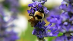 Flowers insects bumblebee