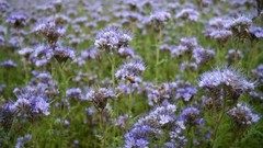 Flowers insects depth of field