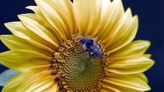 Flowers insects flower petals