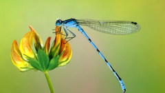 Flowers insects insect
