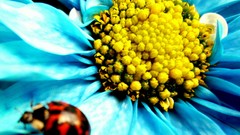 Flowers insects ladybirds