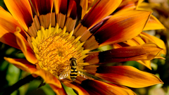 Flowers insects macro bees