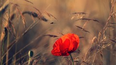 Flowers insects macro depth