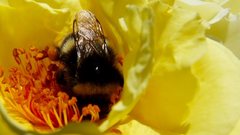 Flowers insects macro pollen