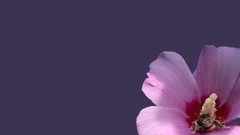 Flowers insects pink flowers purple background