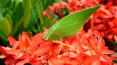 Flowers insects red flowers