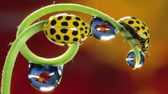 Flowers insects reflections Spotted water drops ladybirds
