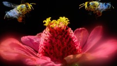 Flowers insects shadows bugs