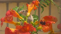Flowers iran Trumpet vine Amin Peyrovi