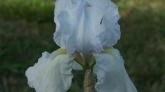 Flowers Irises