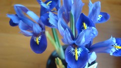 Flowers Irises blue flowers