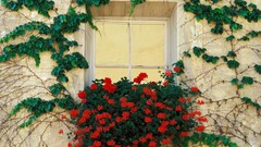 Flowers Italy vines red flowers