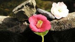 Flowers Japan camellias