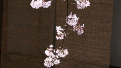 Flowers Japan cherry blossoms