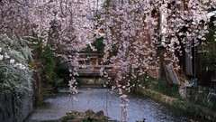 Flowers Japan cherry blossoms