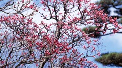Flowers Japan cherry blossoms