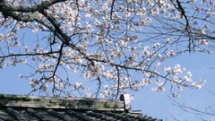 Flowers Japan cherry blossoms