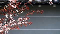 Flowers Japan cherry blossoms