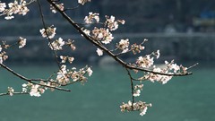 Flowers Japan cherry blossoms