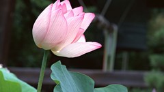 Flowers Japan lotus flower