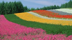 Flowers Japan meadows spring fields multicolor