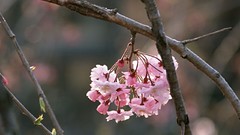 Flowers Japan pink flowers