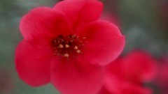 Flowers Japan pink flowers