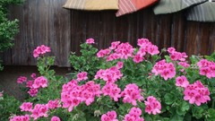 Flowers Japan pink flowers