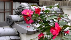 Flowers Japan pink flowers asian architecture