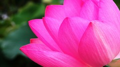 Flowers Japan pink flowers lotus flower