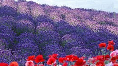 Flowers Japan Poppies meadows spring lilac