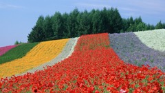 Flowers Japan Poppies spring fields multicolor