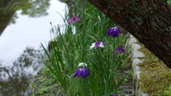 Flowers Japan purple flowers