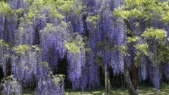 Flowers Japan purple flowers hanging Parks vines wisteria