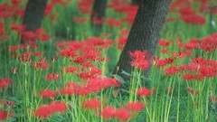 Flowers Japan red flowers