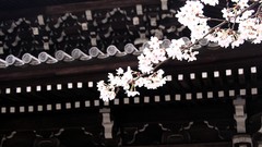 Flowers Japan roofs cherry blossoms asian architecture