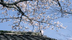 Flowers Japan roofs cherry blossoms flowered trees