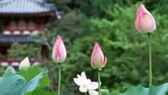 Flowers Japan spring