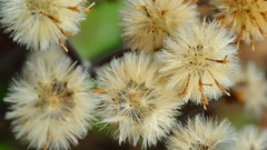 Flowers Japan spring