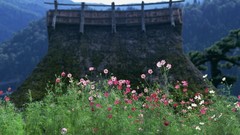 Flowers Japan spring asian architecture blurred background