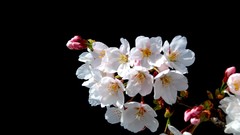 Flowers Japan spring black background white flowers cherry 