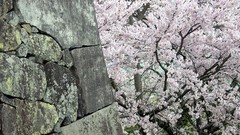 Flowers Japan spring blossom cherry blossoms flowered trees